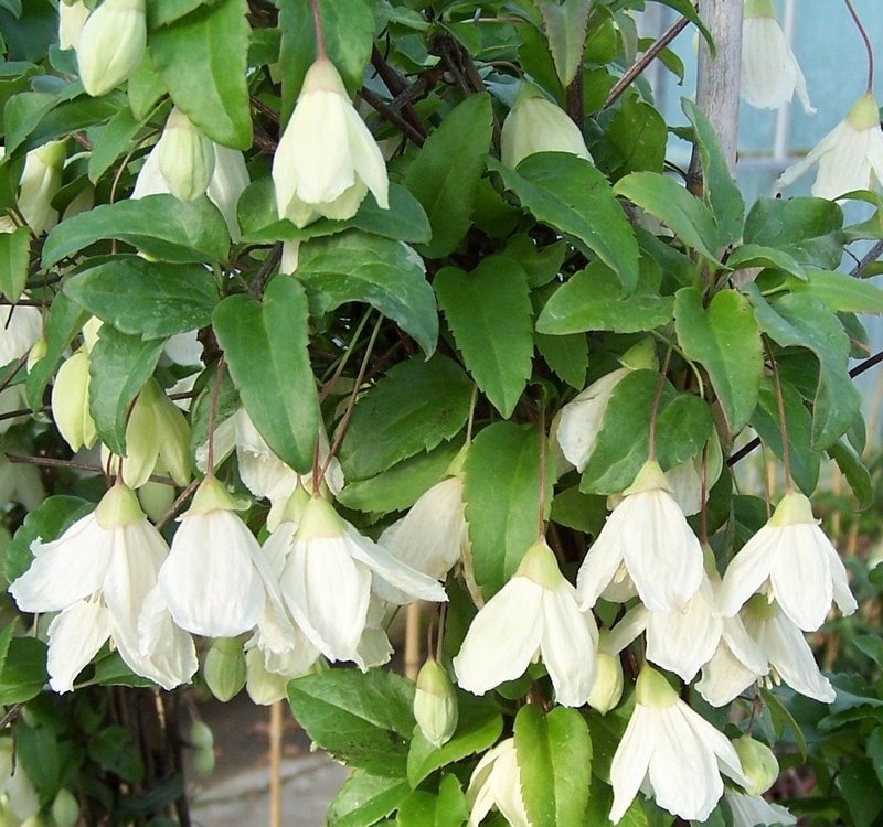 Clematis Cirrhosa Jingle Bells Knights Garden Centres