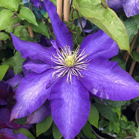 Clematis Daniel Deronda