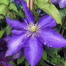 Clematis Daniel Deronda