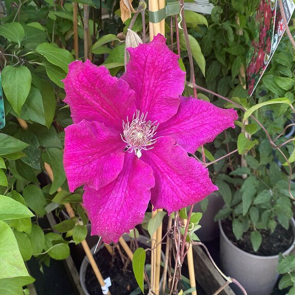 Clematis Ernest Markham