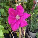 Clematis Ernest Markham