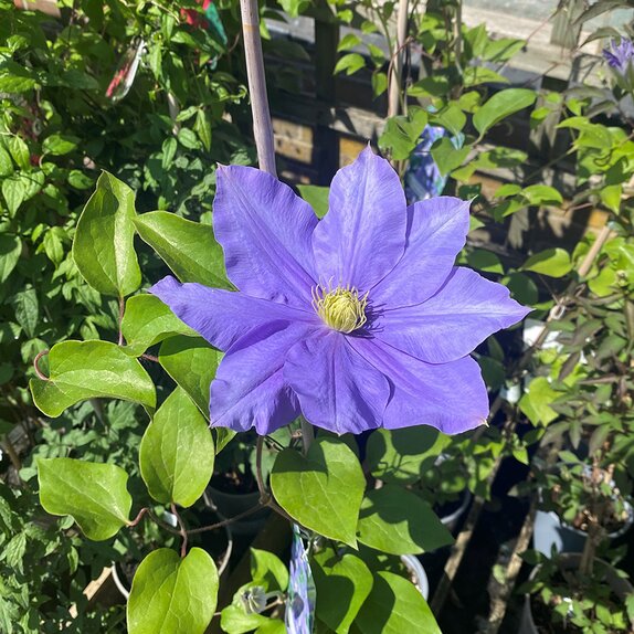 Clematis 'Fujimusume'