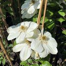Clematis Guernsey Cream 4 litre pot