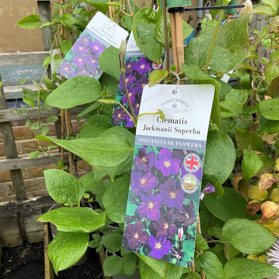 Clematis Jackmanii Superba - image 1