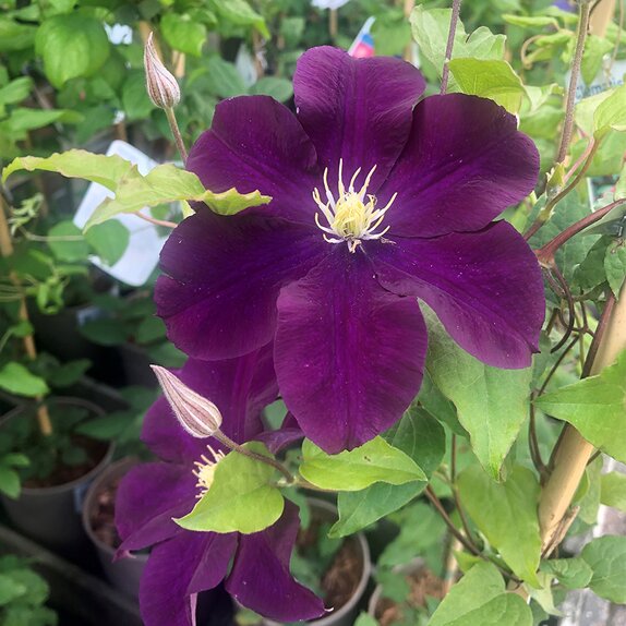 Clematis Jackmanii Superba - image 2