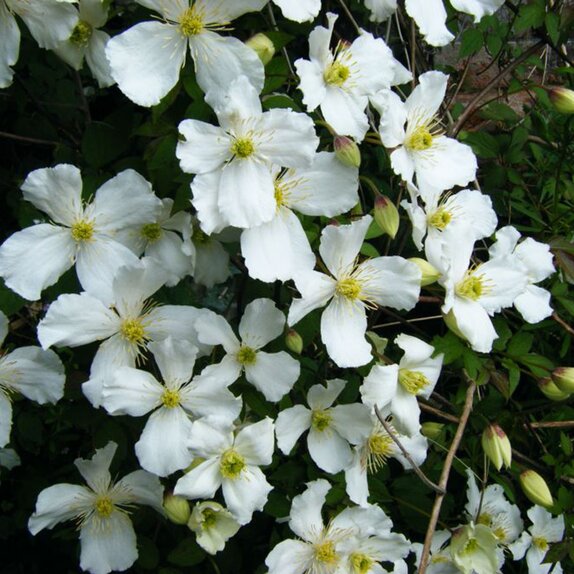 Clematis montana Grandiflora