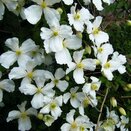 Clematis montana Grandiflora