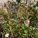 Clematis montana Lilacina