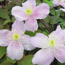 Clematis montana Mayleen