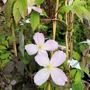 Clematis montana Rubens