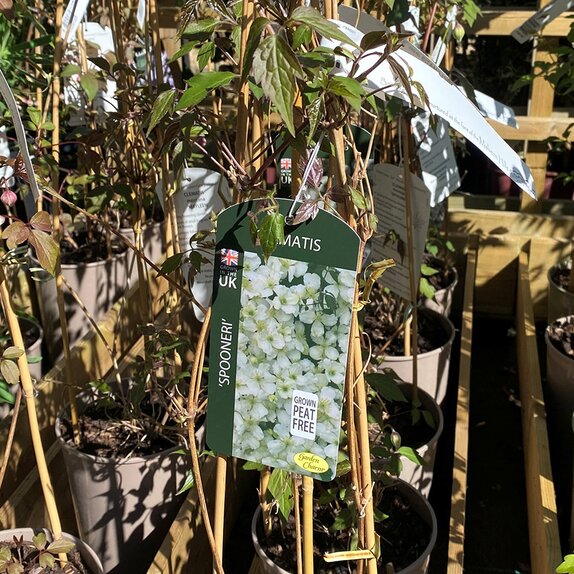 Clematis montana Spooneri