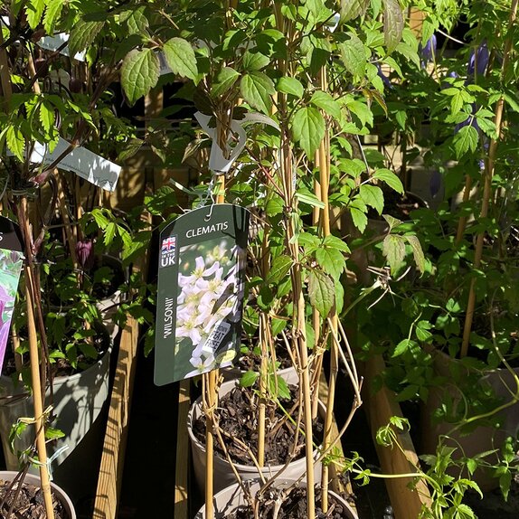 Clematis montana Wilsonii 