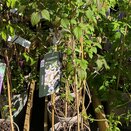 Clematis montana Wilsonii 