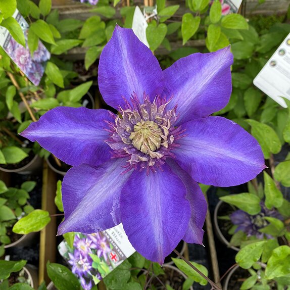 Clematis Multi Blue - image 1