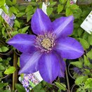 Clematis Multi Blue - image 1