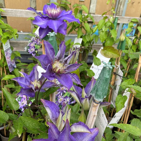 Clematis Multi Blue - image 2