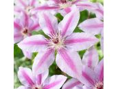 Clematis Nelly Moser 3 litre pot