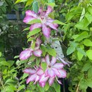 Clematis Picotee
