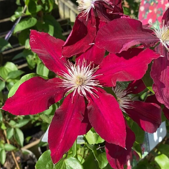 Clematis Rebecca Evipo 016