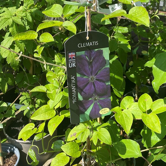 Clematis Romantika