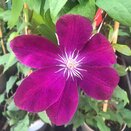 Clematis Rouge Cardinal