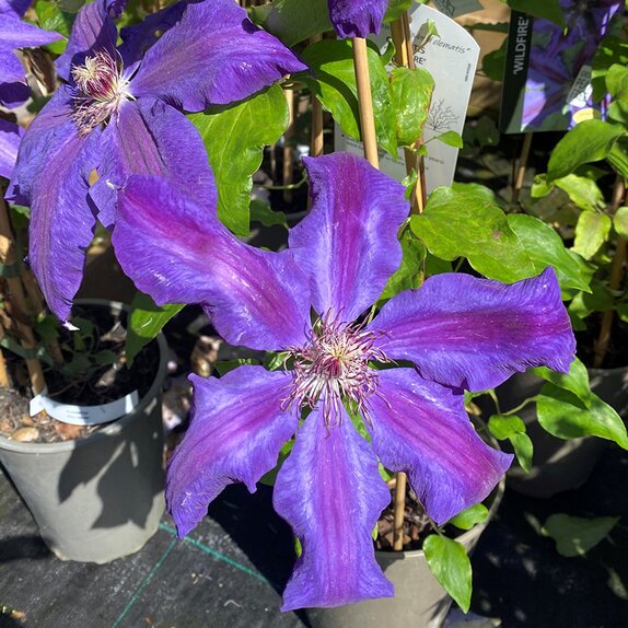 Clematis Wildfire