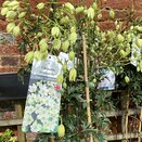 Clematis x cartmanii Avalanche PBR