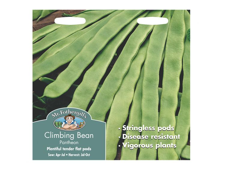 Climbing French Bean Seeds Pantheon - image 1