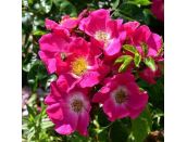 Climbing Rose American Pillar Rambler