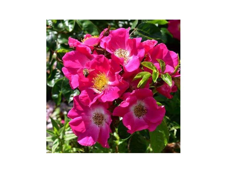Climbing Rose American Pillar Rambler by Whartons Nurseries