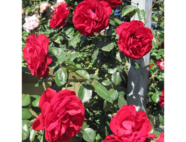 Climbing Rose Dublin Bay (Macdub)