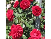Climbing Rose Dublin Bay (Macdub)