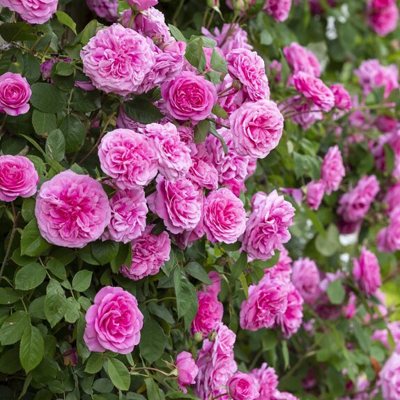 Climbing Rose Gertrude Jekyll by David Austin