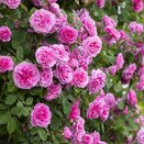 Climbing Rose Gertrude Jekyll by David Austin