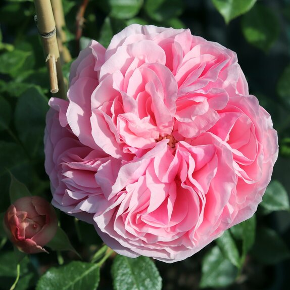 Climbing Rose Giardina by Henry Street