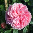 Climbing Rose Giardina by Henry Street