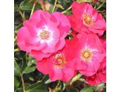 Climbing Rose Olympic Flame (Red Façade) 