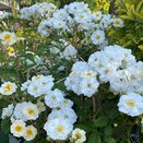 Climbing Rose Rambling Rector by David Austin