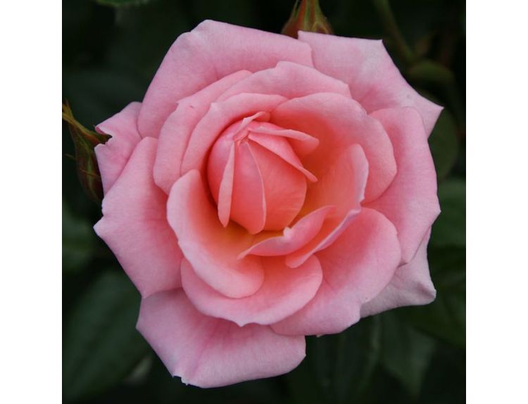 Climbing Rose Star Performer 