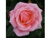 Climbing Rose Star Performer 