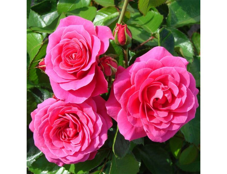 Climbing Rose Starlight Express (Trobstar) 