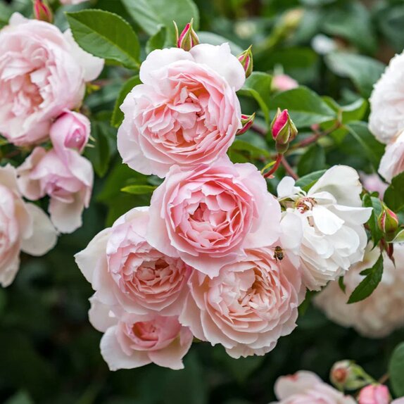 Climbing Rose The Generous Gardener