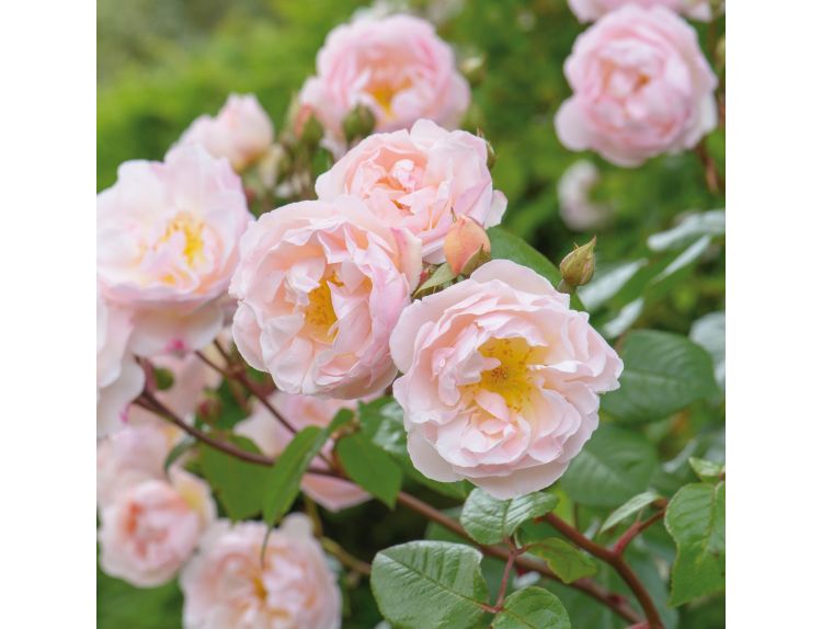 Climbing Rose The Lady of the Lake Rambler by David Austin