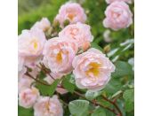 Climbing Rose The Lady of the Lake Rambler by David Austin