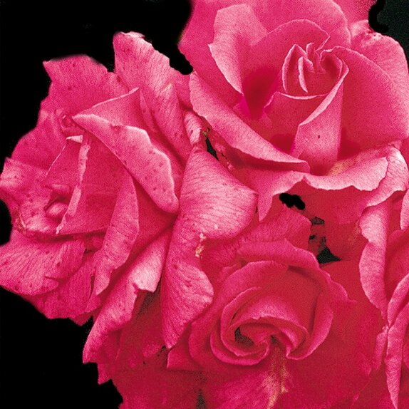 Climbing Rose Zephirine Drouhin by Henry Street