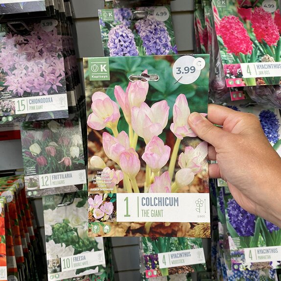 Colchicum The Giant