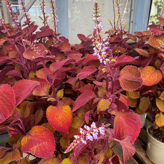 Coleus Campfire 2 litre pot