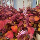 Coleus Campfire 2 litre pot