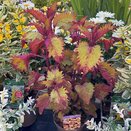 Coleus Henna