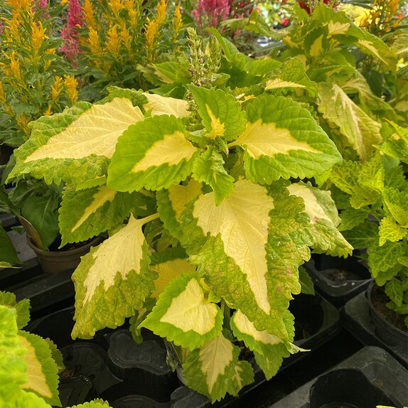 Coleus Kong Junior Green Halo